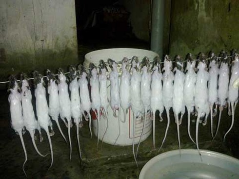 Thịt chuột, đặc sản, chuột, món ngon, thực đơn, cỗ cưới, sức khỏe, người tiêu dùng