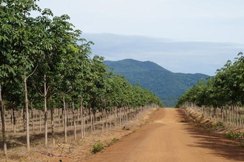 Bầu-Đức, bầu đức, kinh doanh, myanmar, doanh nghiệp, đầu-tư-myanmar, cao-su,