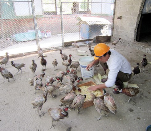 Nuôi chim quý trĩ đỏ kiếm trăm triệu mỗi năm - ảnh 1