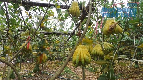 Chiêm ngưỡng quả phật thủ chục triệu dịp Tết - ảnh 1