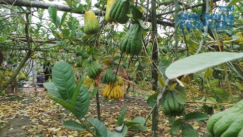 Chiêm ngưỡng quả phật thủ chục triệu dịp Tết - ảnh 2