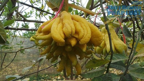 Chiêm ngưỡng quả phật thủ chục triệu dịp Tết - ảnh 3