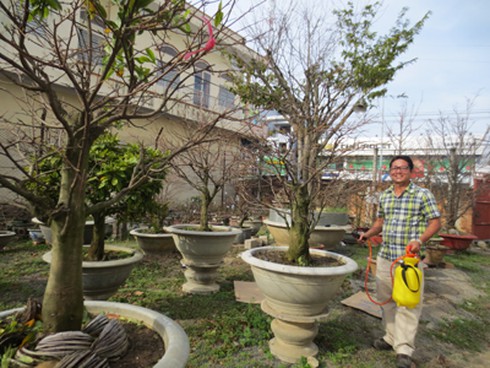 Trầm lặng mùa mai Tết - ảnh 1