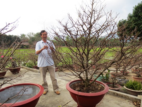 Trầm lặng mùa mai Tết - ảnh 2