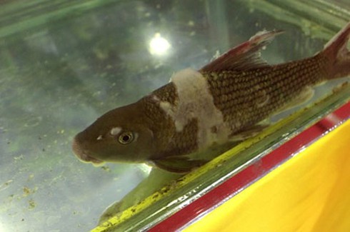 Gà 9 cựa, cá Anh Vũ tiền triệu mê hoặc nhà giàu - ảnh 4