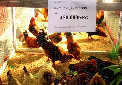 Gà 9 cựa, cá Anh Vũ tiền triệu mê hoặc nhà giàu - ảnh 1