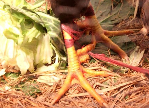 Gà 9 cựa, cá Anh Vũ tiền triệu mê hoặc nhà giàu - ảnh 3