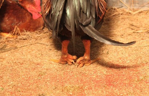 Gà 9 cựa, cá Anh Vũ tiền triệu mê hoặc nhà giàu - ảnh 2