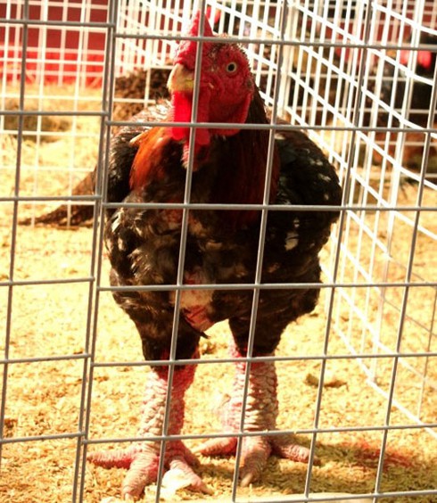 Gà 9 cựa, cá Anh Vũ tiền triệu mê hoặc nhà giàu - ảnh 5