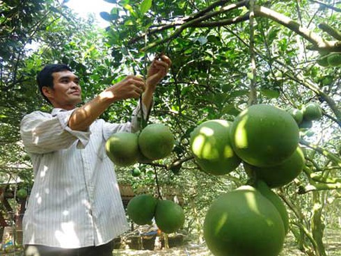 Thu tiền tỷ nhờ bán bưởi Tết - ảnh 1