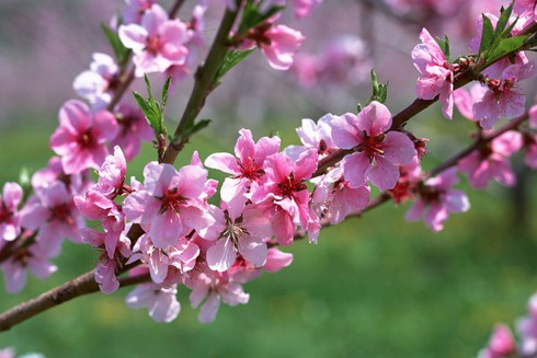 Thư chúc Tết của Bộ trưởng Bộ TT&TT - ảnh 1