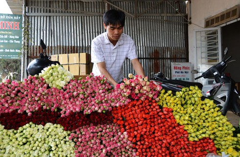 Người Trung Quốc dừng thu gom ồ ạt hoa hồng Đà Lạt - ảnh 1