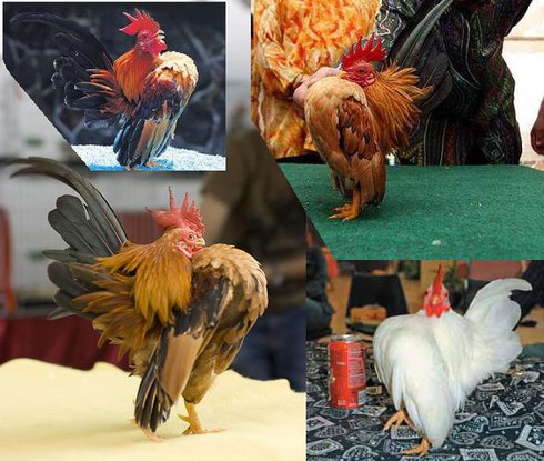 30 triệu đồng/con gà nhỏ nhất thế giới - ảnh 1