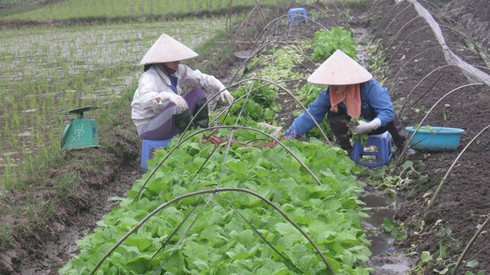 Rau bẩn vào siêu thị lớn: Giấy chứng nhận rau an toàn mua dễ ợt - ảnh 1