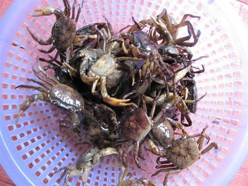 Chợ Hà Nội hoang mang vì tin 100% cua nhiễm độc - ảnh 1