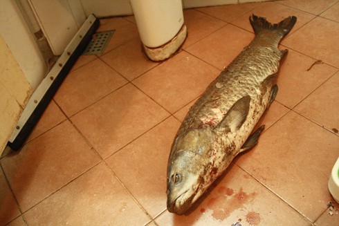 Chi nửa triệu mua cá trắm hồ Tây vì... sạch - ảnh 2