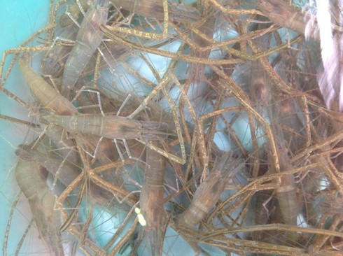 Chi nửa triệu mua cá trắm hồ Tây vì... sạch - ảnh 3