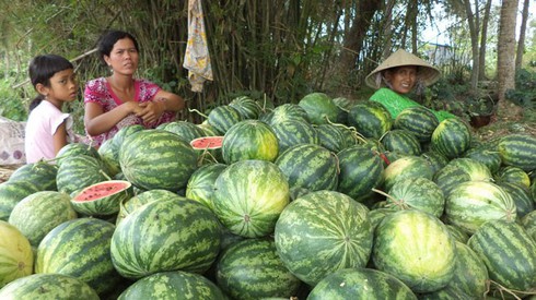 Biến thành con nợ vì trúng mùa dưa - ảnh 1