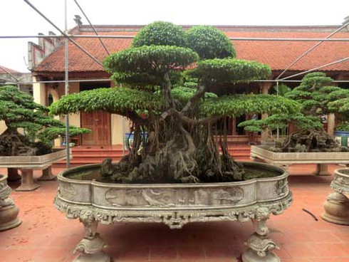 Đại gia chi 4 tỷ đồng mua cây sanh khủng - ảnh 2