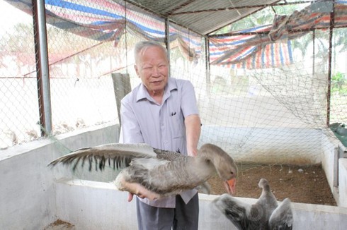 Nguyên Phó Thủ tướng về quê nuôi vịt trời - ảnh 3