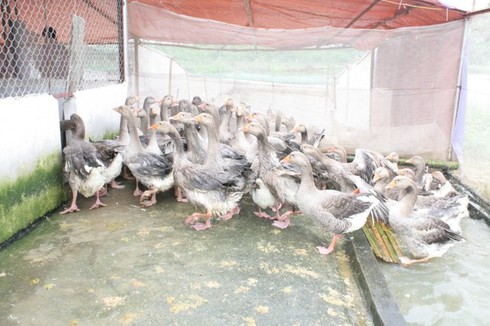 Nguyên Phó Thủ tướng về quê nuôi vịt trời - ảnh 4