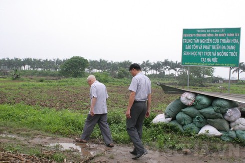 Nguyên Phó Thủ tướng về quê nuôi vịt trời - ảnh 1