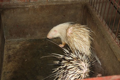 Điêu đứng, tan giấc mơ làm giàu từ nhím - ảnh 2