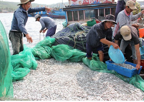 Đầu nậu bắt tay ép giá, thuyền đánh bắt Hoàng Sa nằm bờ - ảnh 1