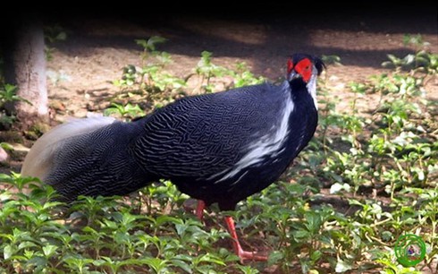 Bạc triệu mỗi con gà rừng hiếm - ảnh 2