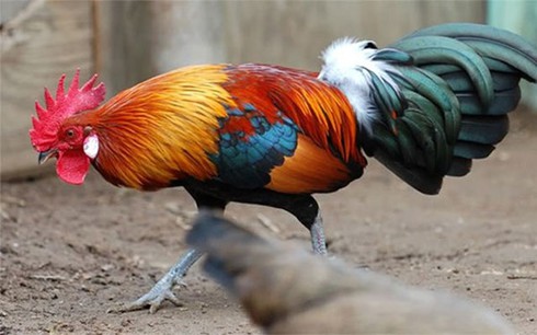 Bạc triệu mỗi con gà rừng hiếm - ảnh 1