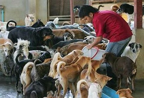 Có thịt chó sạch, nhập khẩu ở Hà Nội? - ảnh 2