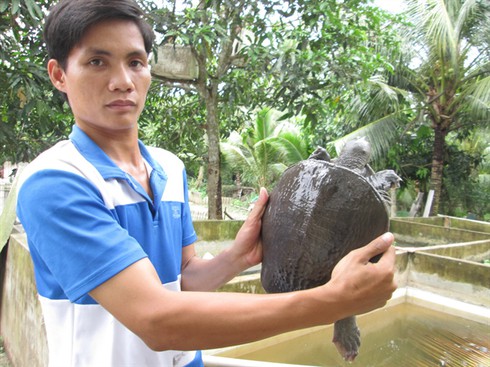 Cua đinh, ba ba giá đắt vẫn hút hàng - ảnh 1