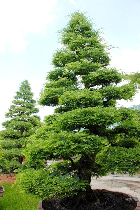 Chiêm ngưỡng 2 cây me khủng trăm tuổi giá hơn 4 tỷ đồng - ảnh 2