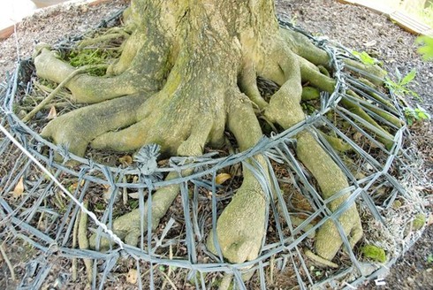 Chiêm ngưỡng 2 cây me khủng trăm tuổi giá hơn 4 tỷ đồng - ảnh 3