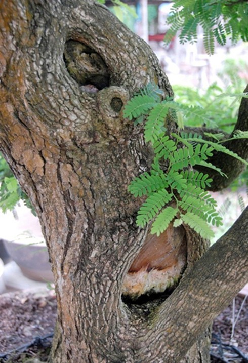 Chiêm ngưỡng 2 cây me khủng trăm tuổi giá hơn 4 tỷ đồng - ảnh 4