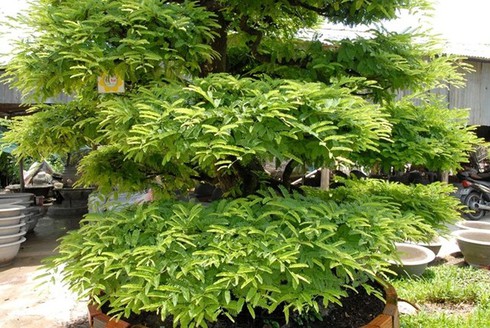 Chiêm ngưỡng 2 cây me khủng trăm tuổi giá hơn 4 tỷ đồng - ảnh 5