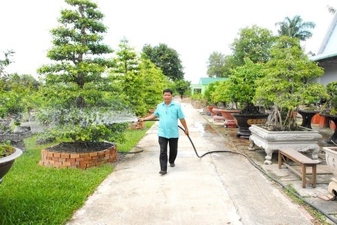 Chiêm ngưỡng 2 cây me khủng trăm tuổi giá hơn 4 tỷ đồng - ảnh 6