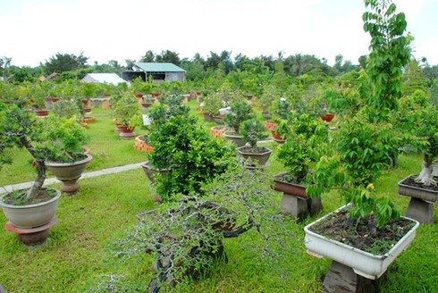 Chiêm ngưỡng 2 cây me khủng trăm tuổi giá hơn 4 tỷ đồng - ảnh 7