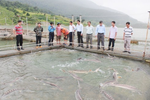 Cá tầm Tây Nguyên xuất bạc tỷ đi châu Âu - ảnh 1