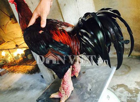 Cặp gà Đông Tảo đổi được xe Honda PCX - ảnh 2