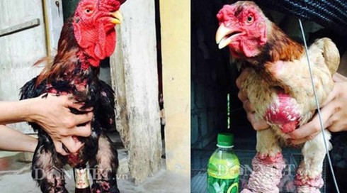 Cặp gà Đông Tảo đổi được xe Honda PCX - ảnh 1