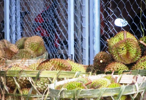 Thương lái ồ ạt thu mua sầu riêng non - ảnh 1