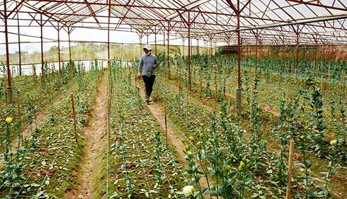 Bị cắt trộm gần 1 tấn hoa cát tường trong đêm - ảnh 1