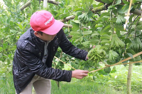 Trồng cây bạc triệu: Người thu bạc tỷ, kẻ mắc nợ chồng chất - ảnh 1