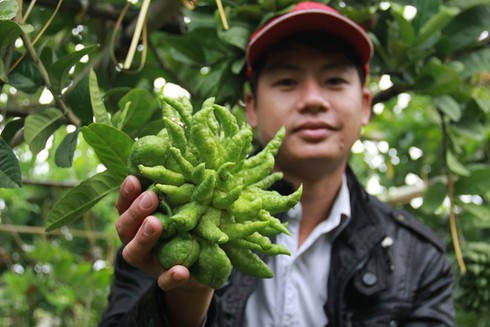 Trồng cây bạc triệu: Người thu bạc tỷ, kẻ mắc nợ chồng chất - ảnh 2