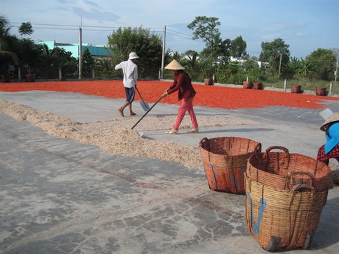 Ruốc biển bẩn nhuộm màu chui vào nhà máy mì tôm? - ảnh 2