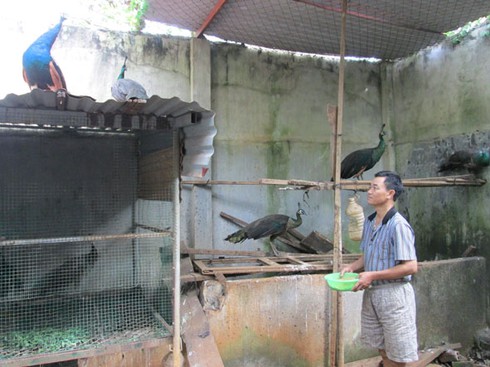 Thành tỷ phú nhờ nuôi chim công bán cho giới nhiều tiền - ảnh 1