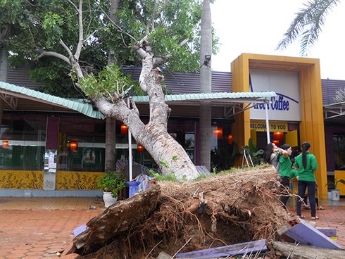 Cận cảnh Bình Định sau bão: Ngổn ngang cây xanh gãy đổ - ảnh 2