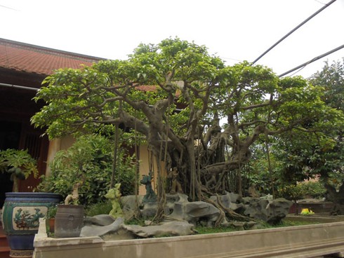 Hà Nội: Trả giá 5 tỷ vẫn không mua nổi cây 120 tuổi - ảnh 1