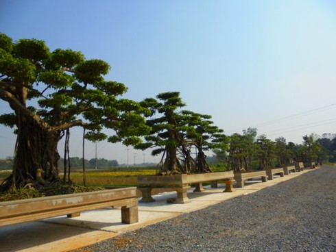 Hà Nội: Trả giá 5 tỷ vẫn không mua nổi cây 120 tuổi - ảnh 2
